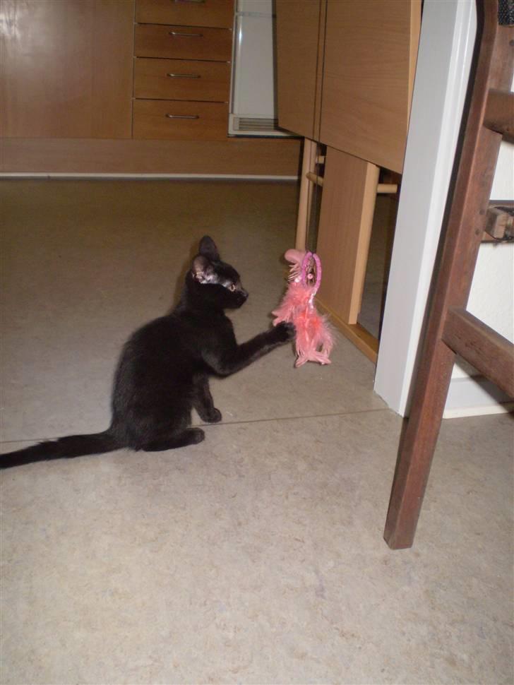 Blanding af racer Figaro.. død billede 2