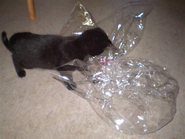 Blanding af racer Figaro.. død billede 3