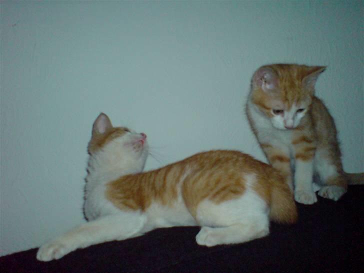 Huskat Carla - sku lige tjekke om han stadig var der :) billede 8