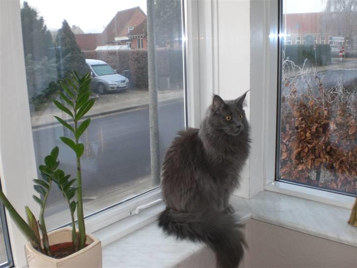 Maine Coon Bumle billede 8