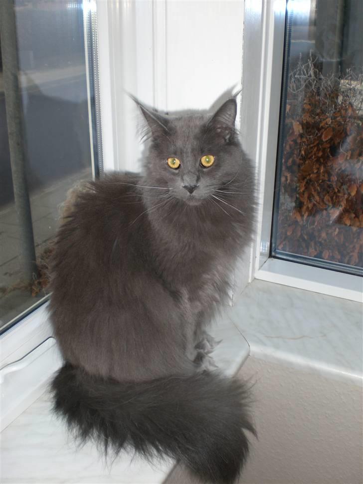 Maine Coon Bumle billede 9