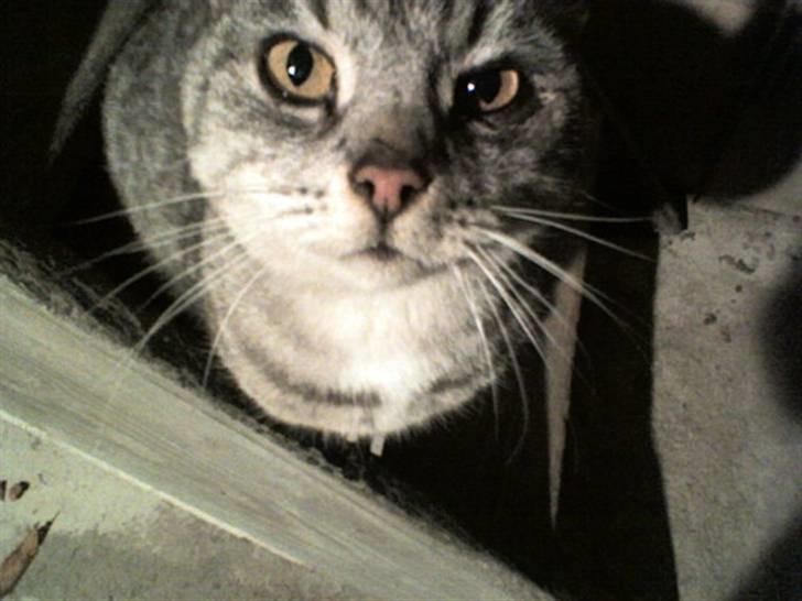 Huskat Gokke - Gokke<3 billede 1