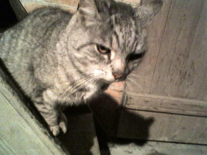 Huskat Gokke billede 2