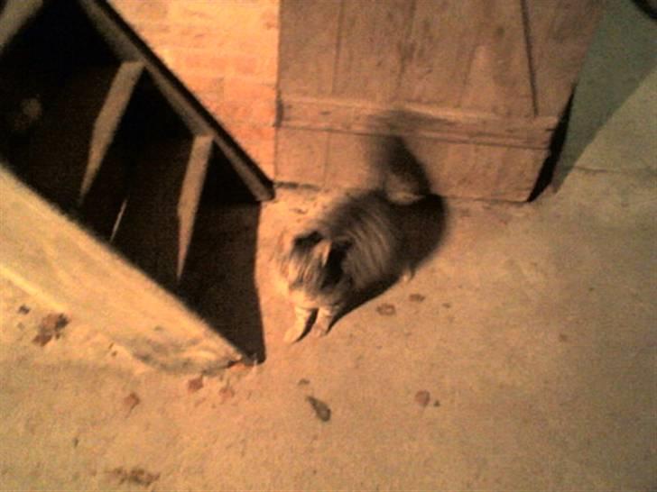 Huskat Gokke billede 3