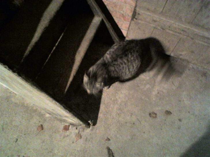 Huskat Gokke billede 4