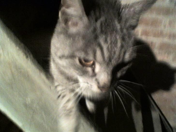 Huskat Gokke billede 5