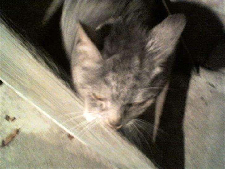 Huskat Gokke billede 6