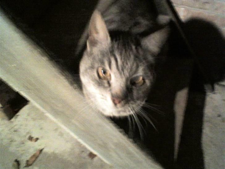 Huskat Gokke billede 7