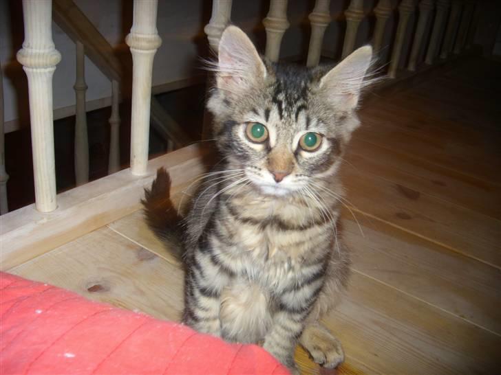 Blanding af racer My - heei søde=) billede 6