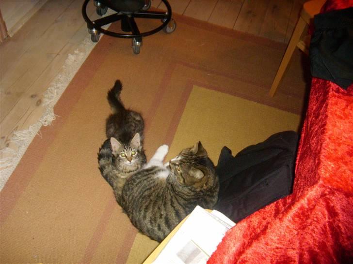 Blanding af racer My - hygger med Æsel=) billede 7