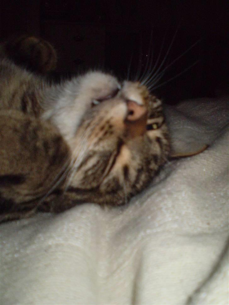 Huskat Torkil - nussegøjen . :* billede 3