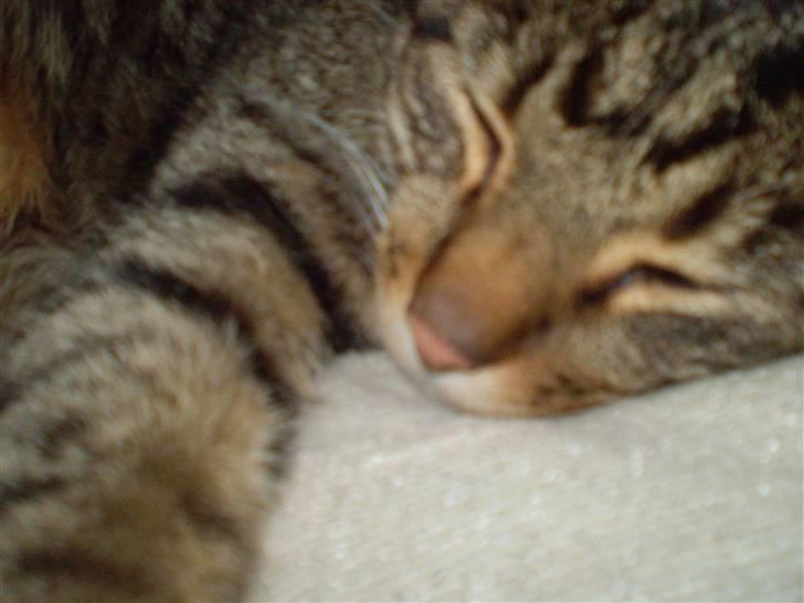 Huskat Torkil - relax , take it easay ! billede 4