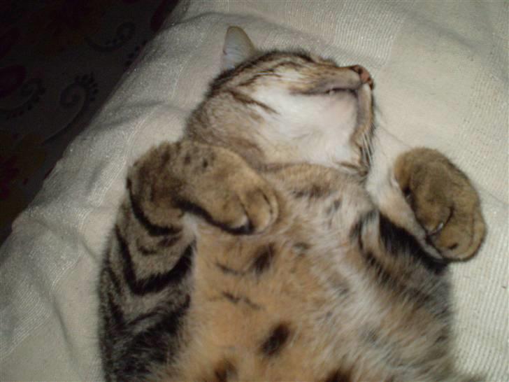 Huskat Torkil - uuuh ! det så dejligt at blive kløet på maven ! d; billede 5