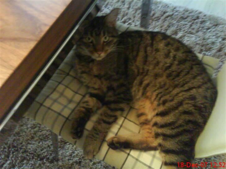 Huskat Torkil - hans foretrukne liqqested ! billede 6