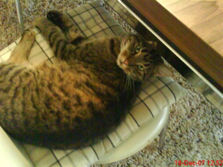 Huskat Torkil - iqenner ! billede 7