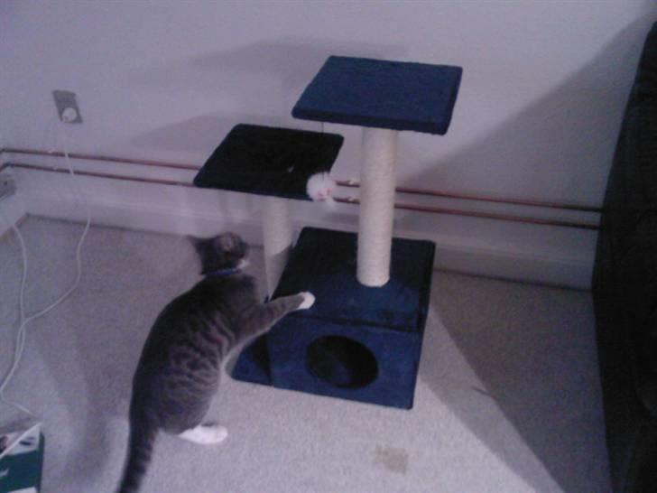 Huskat Louie (Nyt hjem) billede 12