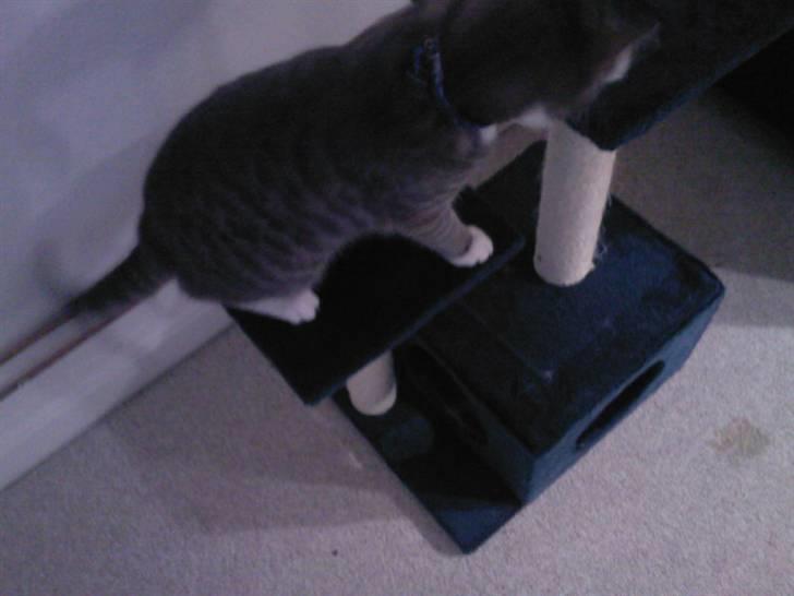 Huskat Louie (Nyt hjem) billede 13