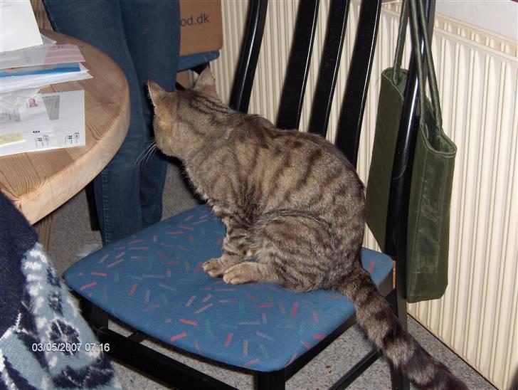 Blanding af racer Bølle <3 R.i.P :/  - Davz, Velkommen til Bølles profil, Her sidder han på stolen (: <3 jegelskerham  billede 1