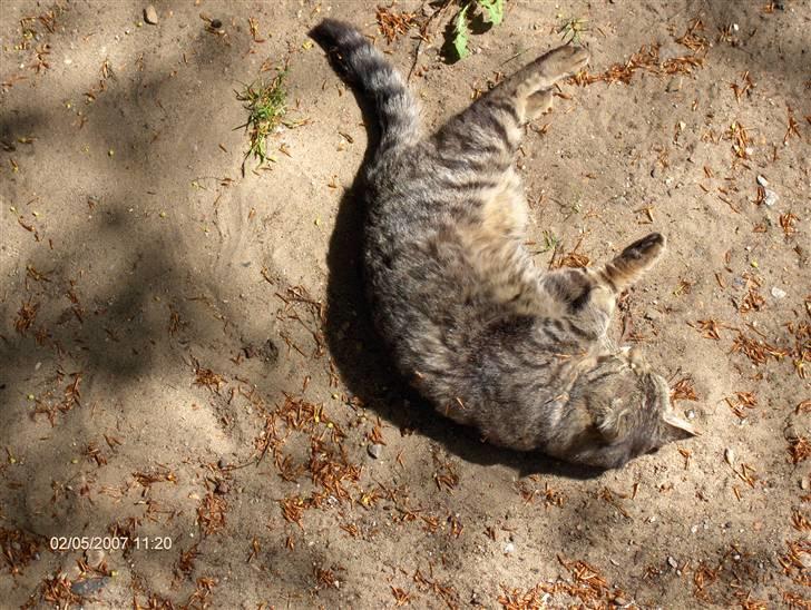 Blanding af racer Bølle <3 R.i.P :/  - Her ligger den gudeskønde Bølle ude og slapper af (:  billede 2