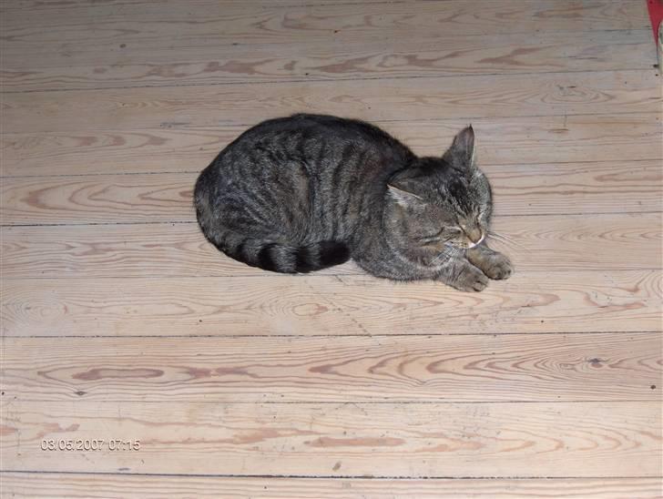 Blanding af racer Bølle <3 R.i.P :/  - Her ligger Bølle på køkken gulvet (: <3 jeg elsker Bølle <3  billede 3