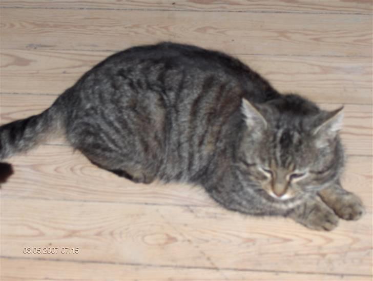 Blanding af racer Bølle <3 R.i.P :/  - Her ligger han også på Gulvet (: <3 jegelskerBølle <3 billede 4