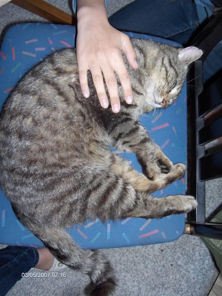 Blanding af racer Bølle <3 R.i.P :/  - Her ligger han på stolen, og bliver nuset (: <3 Elsker bare den kat overdrevet meget !  billede 5
