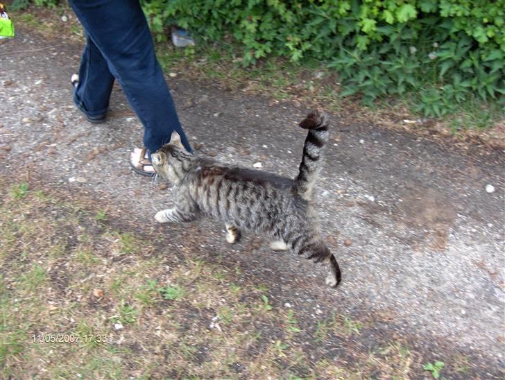 Blanding af racer Bølle <3 R.i.P :/  - Her er Bølle med ude og gå tur (: <3 billede 6