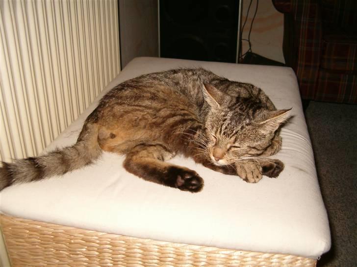 Blanding af racer Bølle <3 R.i.P :/  - Her ligger Bølle og sover (: <3 - Takk for Kigget, Ligger du ikke lige en bedømmelse ? (der kan ikke komme flere billeder, da jeg ikke har flere og han ikke lever mere) billede 7