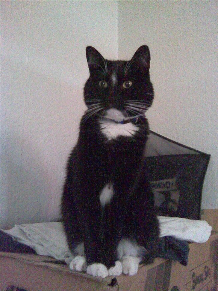 Huskat Buddy billede 1