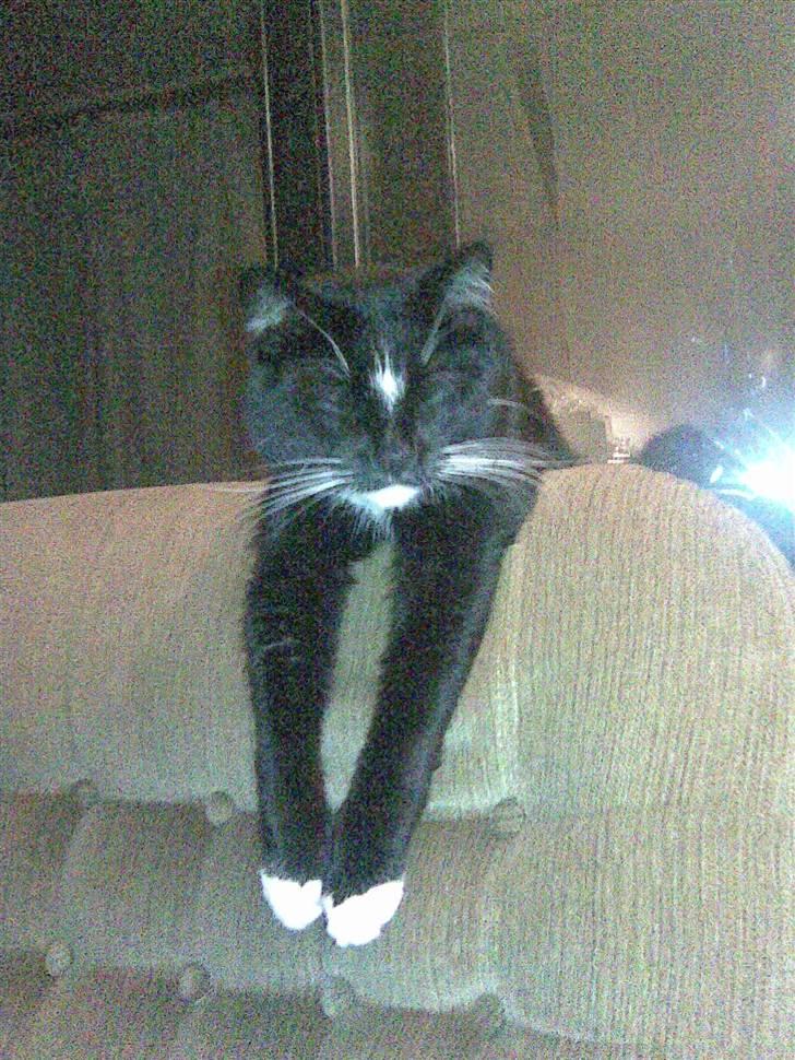 Huskat Buddy - Hanging out Gg billede 2