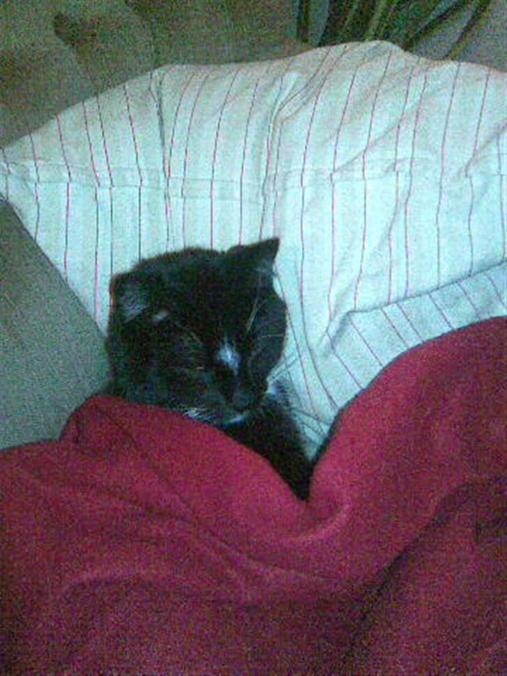 Huskat Buddy - Lidt putterøv er man vel altig Gg billede 3