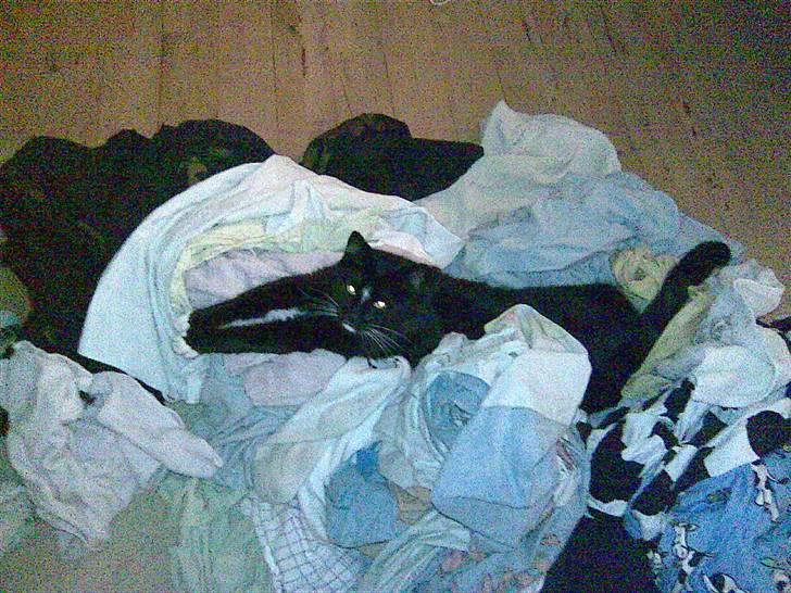 Huskat Buddy - JEG ordner vasketøjet! billede 4