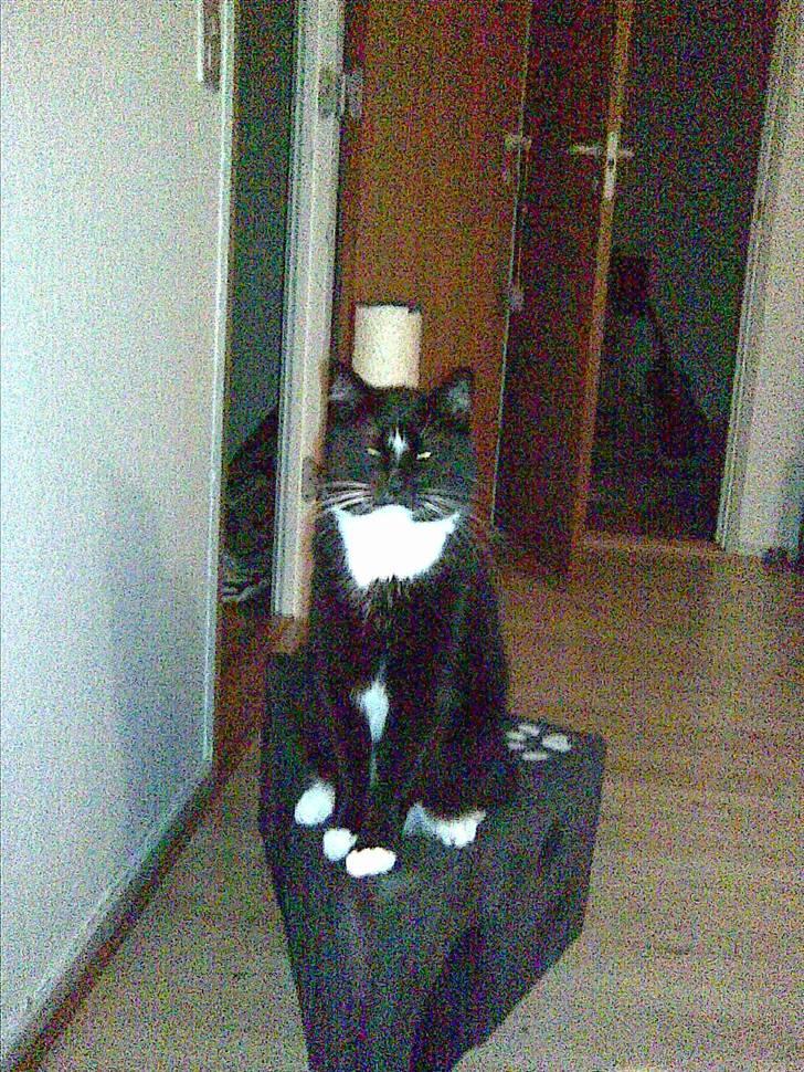 Huskat Buddy - Lidt royal er man vel altid Gg billede 5