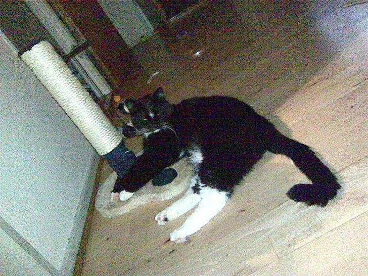 Huskat Buddy - SÅÅÅÅÅÅÅÅÅÅÅÅÅÅÅÅ træt billede 6