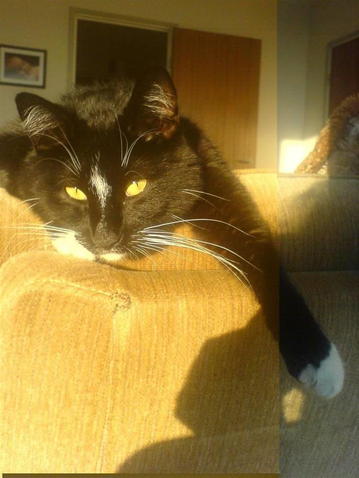 Huskat Buddy - Mr Sunshine billede 7