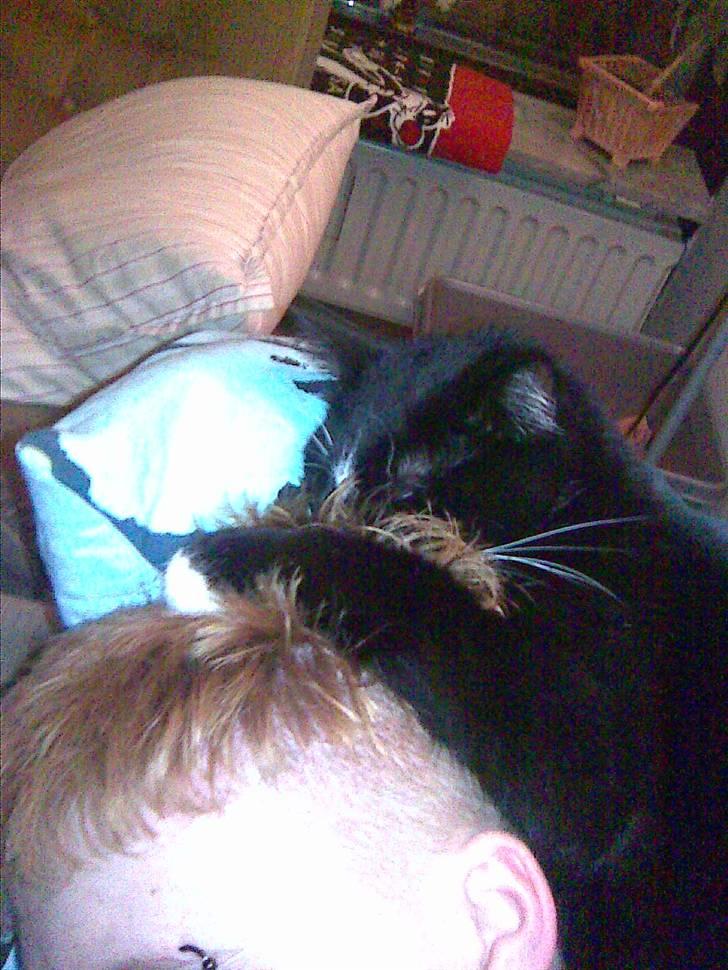 Huskat Buddy - EEEEEELSKER at nusse hår!!!! billede 8