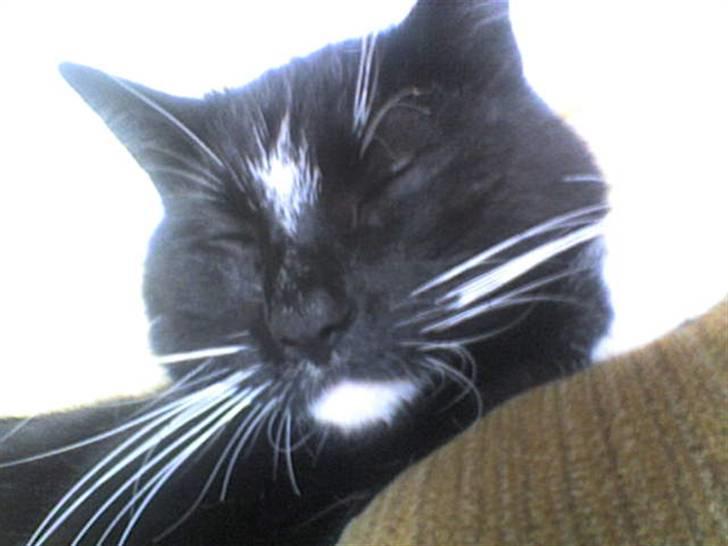 Huskat Buddy - ZZZZZZZZZZZZZZZzzzzzzzzzzzzzzzzzzzZZZZZZZZZZZZZZzz billede 9