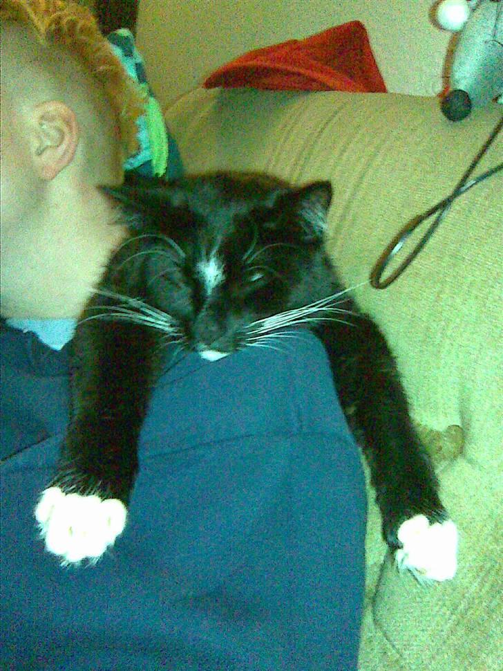 Huskat Buddy - THIS is life!!!! billede 10