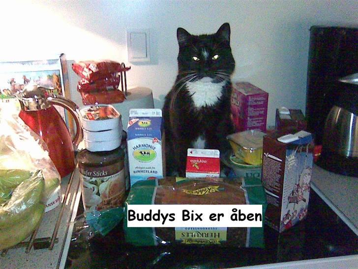 Huskat Buddy billede 11