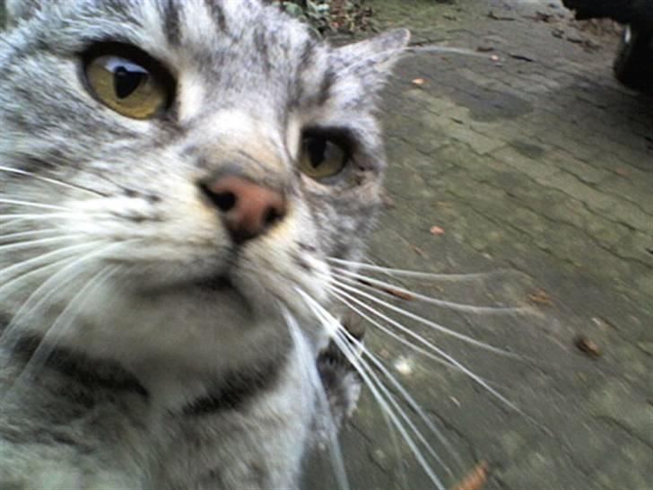 Huskat Gokke billede 8