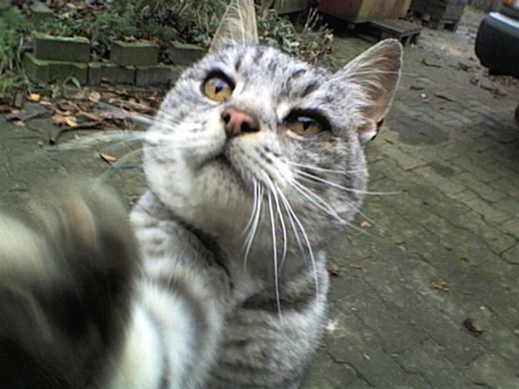 Huskat Gokke billede 9