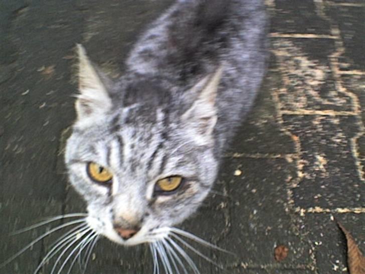 Huskat Gokke billede 10