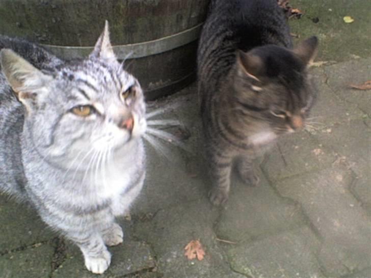 Huskat Gokke billede 11