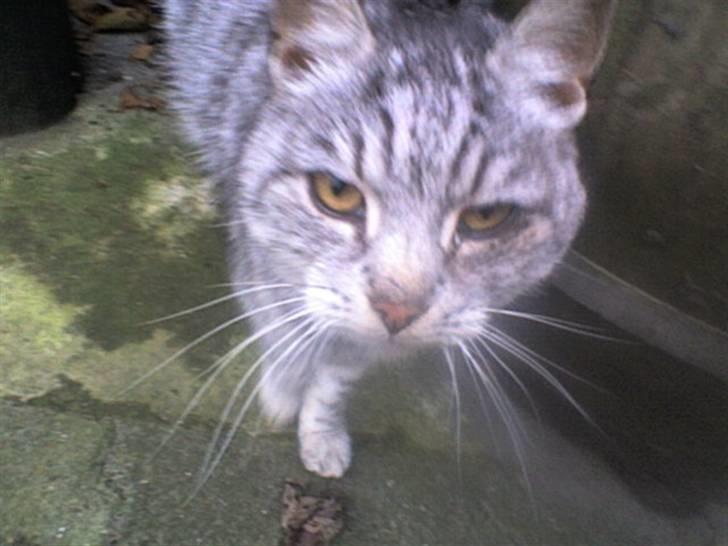 Huskat Gokke billede 12