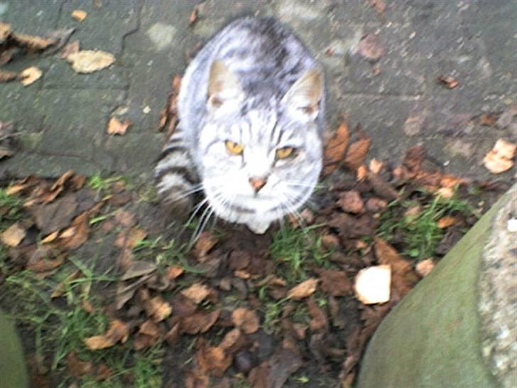 Huskat Gokke billede 13