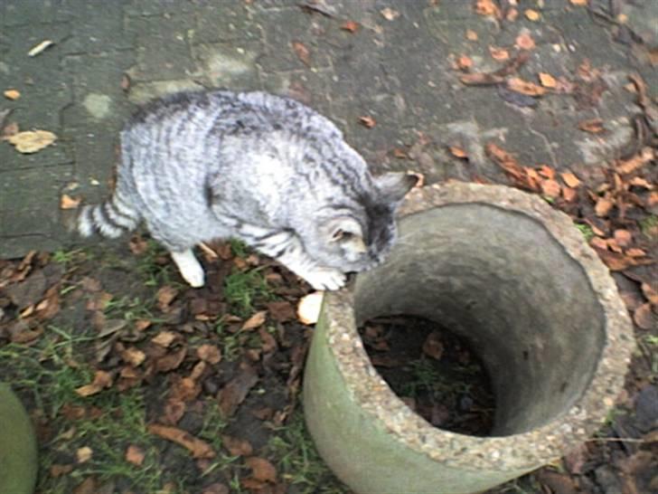 Huskat Gokke billede 14