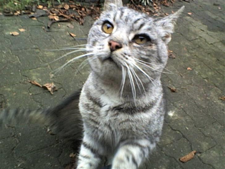 Huskat Gokke billede 15