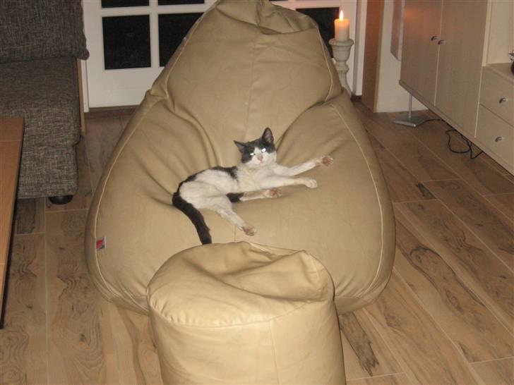 Huskat Bertram billede 1