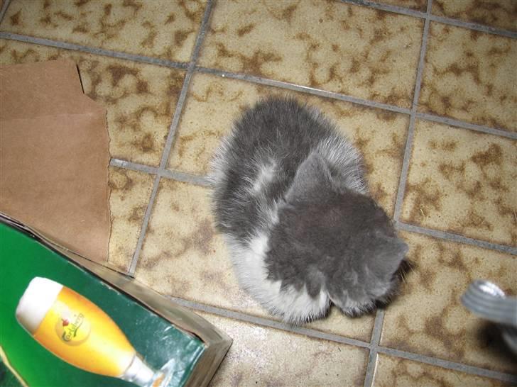 Huskat Bertram billede 2