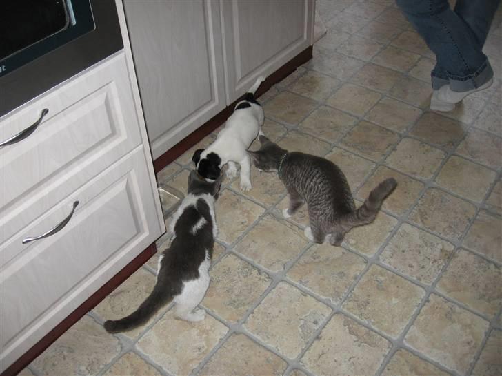 Huskat Bertram billede 3